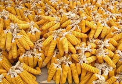 玉米价格“转跌”,3月市场行情如何?农民该卖粮卖粮