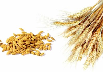 *小麦的公司-汉光现代农业(在线咨询)-通辽*小麦